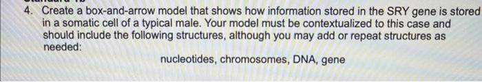 4 Create A Box And Arrow Model That Shows How Information Stored In The Sry Gene Is Stored In A Somatic Cell Of A Typic 1
