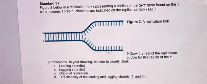 Standard 3a Figure 2 Below Is A Replication Fork Representing A Portion Of The Sry Gene Found On The Y Chromosome Three 1