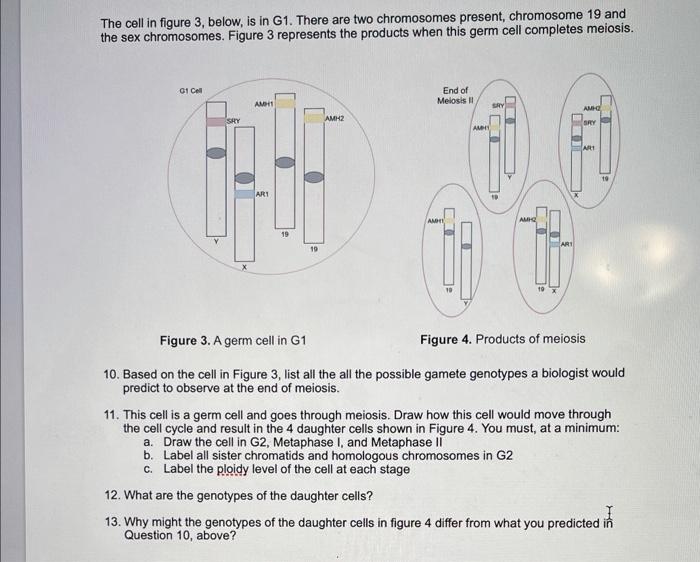 The Cell In Figure 3 Below Is In G1 There Are Two Chromosomes Present Chromosome 19 And The Sex Chromosomes Figure 1