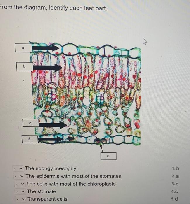 From The Diagram Identify Each Leaf Part C B 1 C E The Spongy Mesophyl The Epidermis With Most Of The Stomates The 1