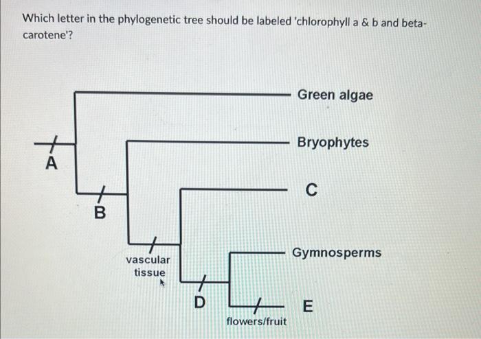 Which Letter In The Phylogenetic Tree Should Be Labeled Chlorophyll A B And Beta Carotene A B Vascular Tissue D Gr 1