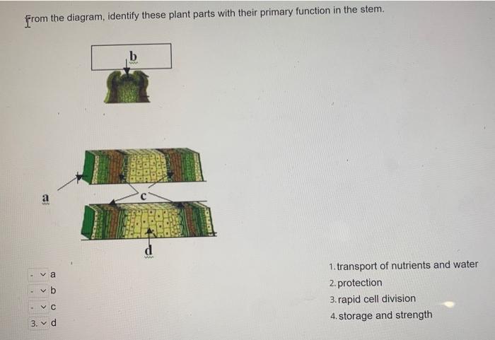 From The Diagram Identify These Plant Parts With Their Primary Function In The Stem A Va Dud 3 V D B Www D Www 1 T 1