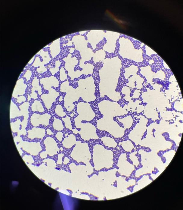 Ost Olanoma State University Oklahoma City Name Morphology Complete Every Box Fermentation A Acid G Gas K Alkaline 3