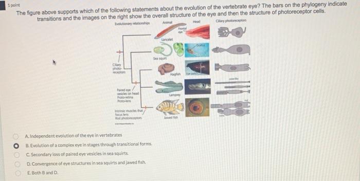 1 Point The Figure Above Supports Which Of The Following Statements About The Evolution Of The Vertebrate Eye The Bars 1