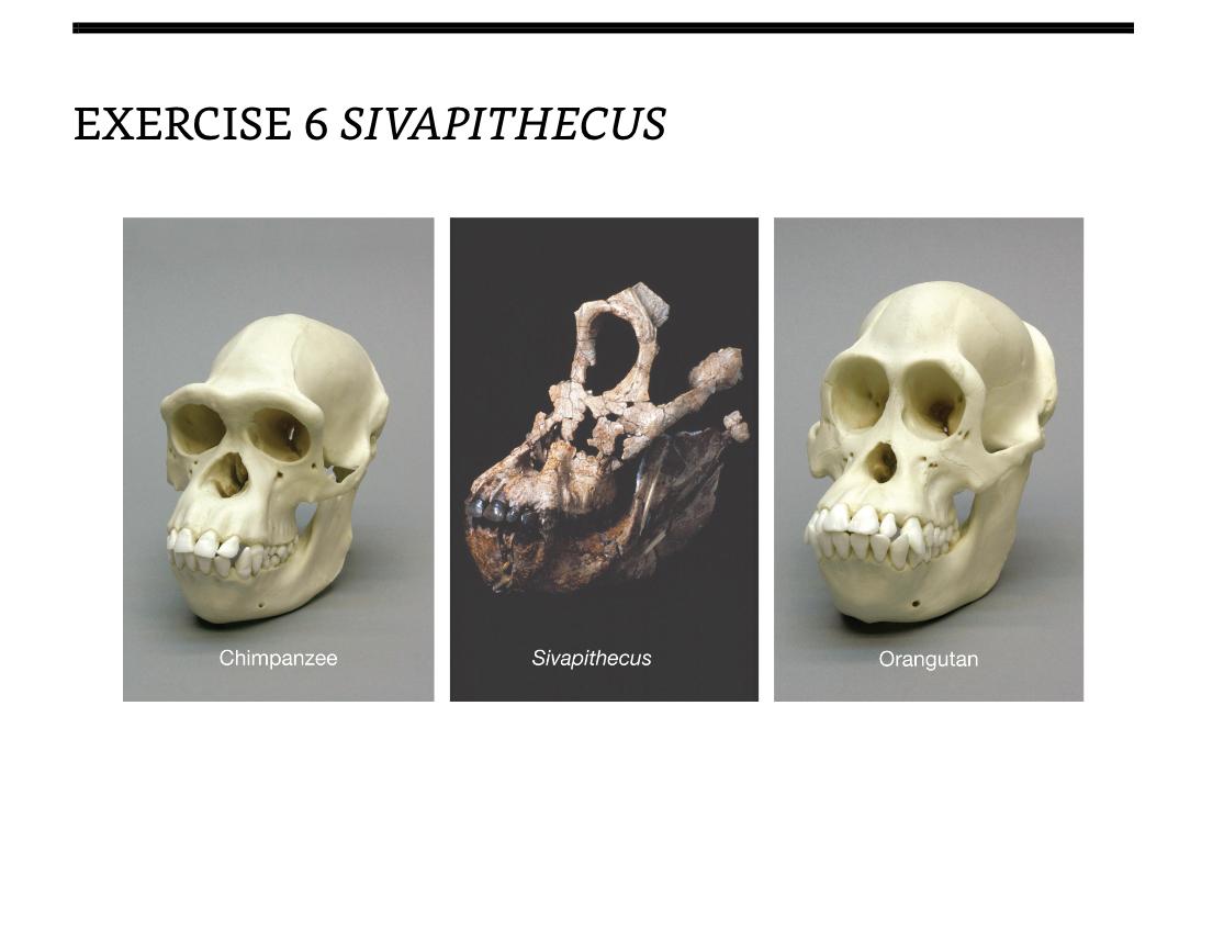 Exercise 6 Sivapithecus Hint Exercise 06 Sivapithecus Refer To Pg 396 To Answer The Questions Question 2 Describe On 2