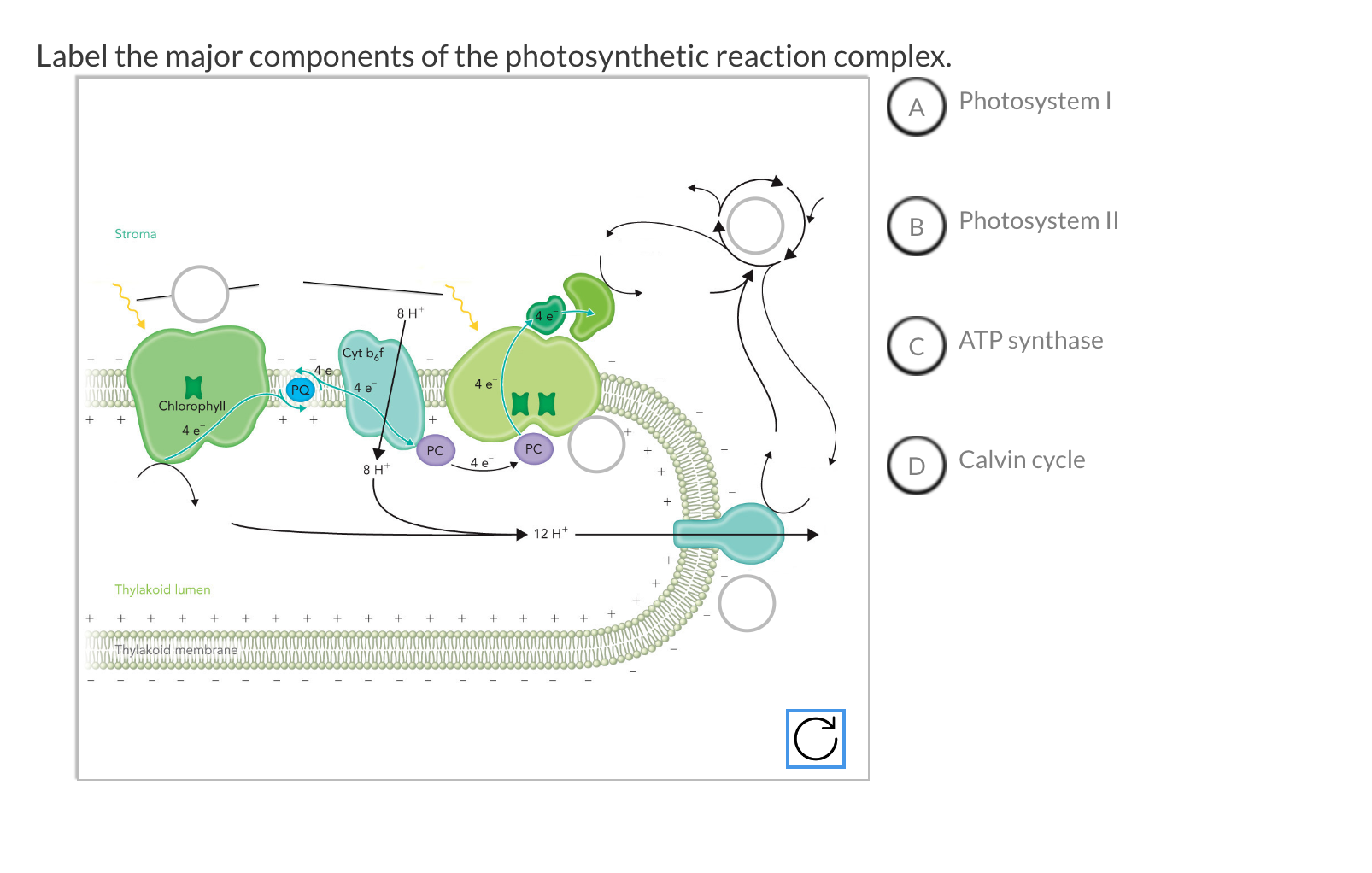 Label The Major Components Of The Photosynthetic Reaction Complex Stroma Chlorophyll 4 E Thylakoid Lumen Thylakoid 1