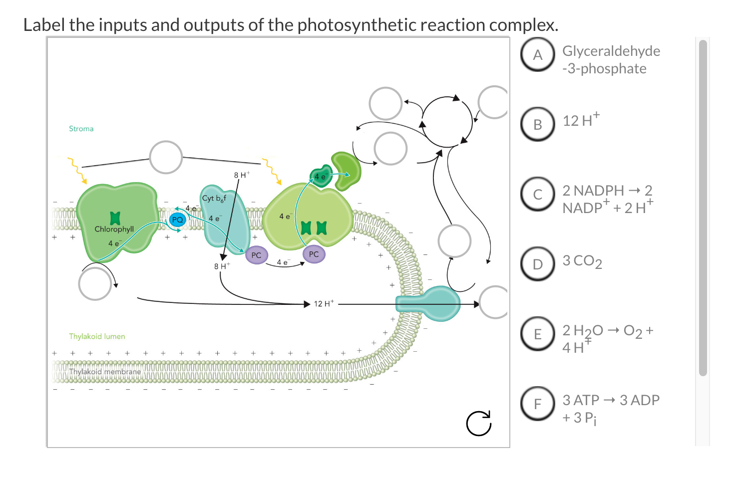 Label The Inputs And Outputs Of The Photosynthetic Reaction Complex Stromal Chlorophyll 4 E Thylakoid Lumen Thyla 1