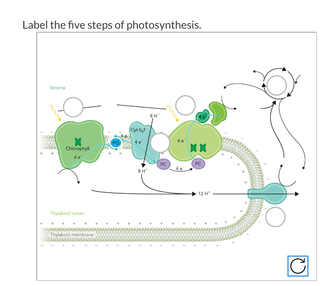 Label The Five Steps Of Photosynthesis Stroma Chlorophyll 4 E Thylakoid Lumen Thylakoid Membrane Pq Cyt Bof Goody 4 1