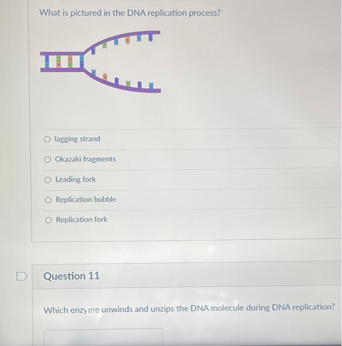 What Is Pictured In The Dna Replication Process O Lagging Strand Okazaki Fragments O Leading Fork O Replication Bubble 1