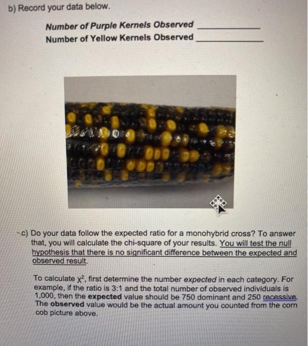 B Record Your Data Below Number Of Purple Kernels Observed Number Of Yellow Kernels Observed K X C Do Your Data Follo 1