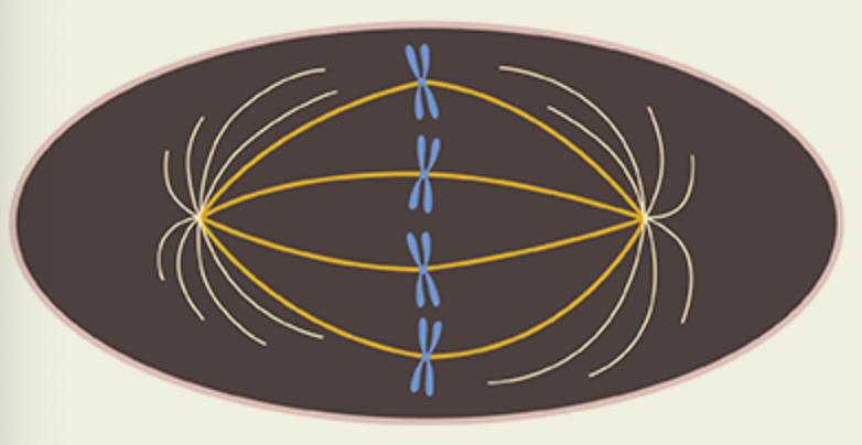 How Many Sister Chromatids Does This Cell Have 1