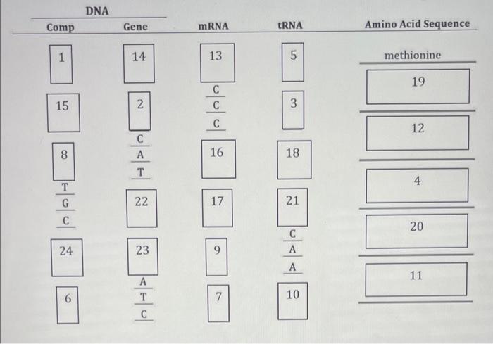 Comp 1 15 8 G C 24 6 Dna Gene 14 2 C A T 22 23 A T C Mrna 13 C C C 16 17 7 Trna Lo 5 3 18 21 C A A 10 Amino Acid Sequenc 1