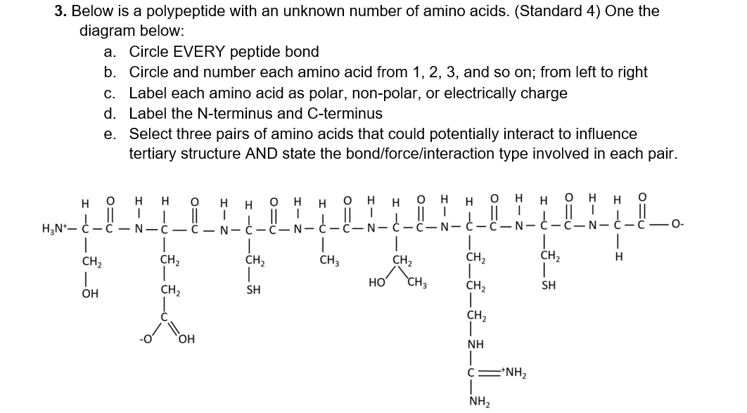 3 Below Is A Polypeptide With An Unknown Number Of Amino Acids Standard 4 One The Diagram Below A Circle Every Pep 1