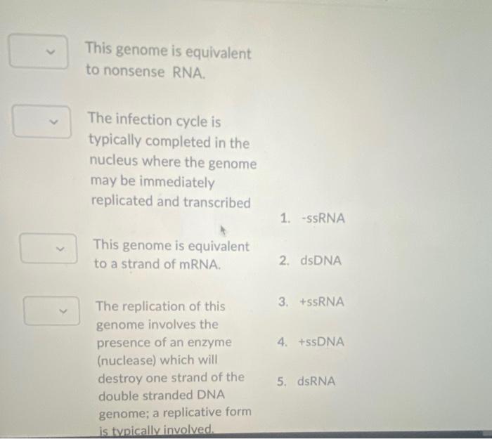 This Genome Is Equivalent To Nonsense Rna The Infection Cycle Is Typically Completed In The Nucleus Where The Genome Ma 1