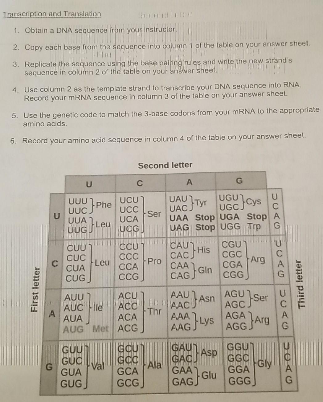 Transcription And Translation 1 Obtain A Dna Sequence From Your Instructor 2 Copy Each Base From The Sequence Into Co 1