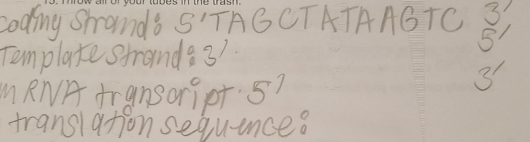 Transcription And Translation 1 Obtain A Dna Sequence From Your Instructor 2 Copy Each Base From The Sequence Into Co 3
