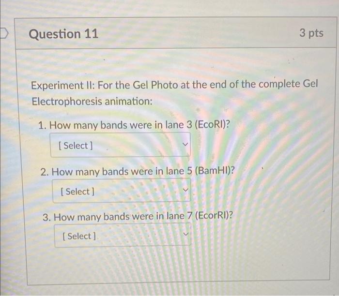 Question 11 Experiment Ii For The Gel Photo At The End Of The Complete Gel Electrophoresis Animation 1 How Many Bands 1