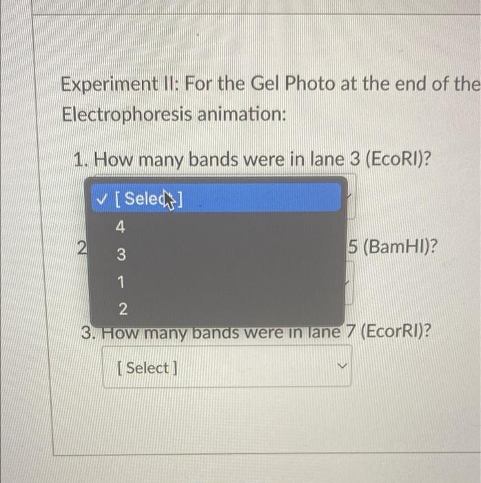 Question 11 Experiment Ii For The Gel Photo At The End Of The Complete Gel Electrophoresis Animation 1 How Many Bands 2
