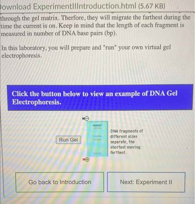 Question 11 Experiment Ii For The Gel Photo At The End Of The Complete Gel Electrophoresis Animation 1 How Many Bands 3