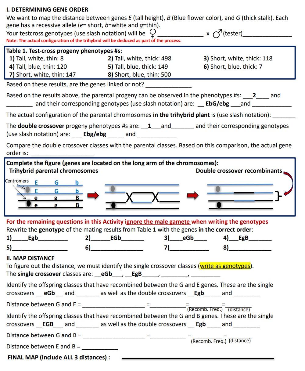 I Determining Gene Order We Want To Map The Distance Between Genes E Tall Height B Blue Flower Color And G Thick 1