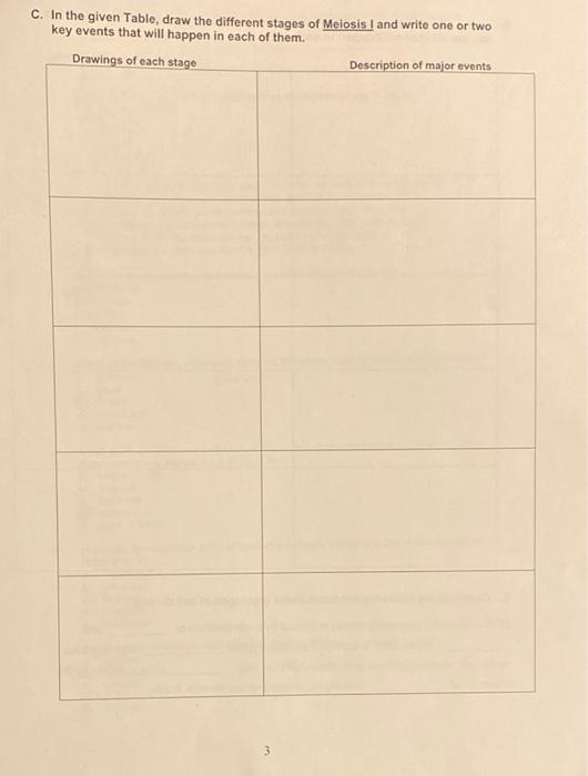 C In The Given Table Draw The Different Stages Of Meiosis I And Write One Or Two Key Events That Will Happen In Each O 1