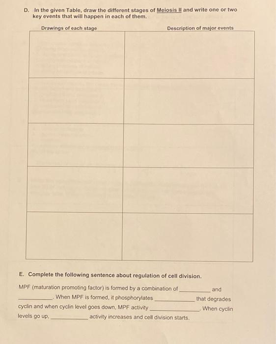 C In The Given Table Draw The Different Stages Of Meiosis I And Write One Or Two Key Events That Will Happen In Each O 2