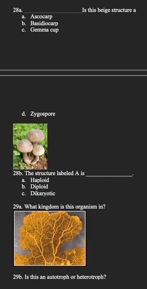 28a A Ascocarp B Basidiocarp C Gemma Cup D Zygospore Is This Beige Structure A 28b The Structure Labeled A Is A H 1