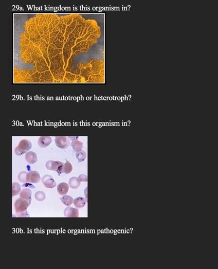 29a What Kingdom Is This Organism In 29b Is This An Autotroph Or Heterotroph 30a What Kingdom Is This Organism In 1
