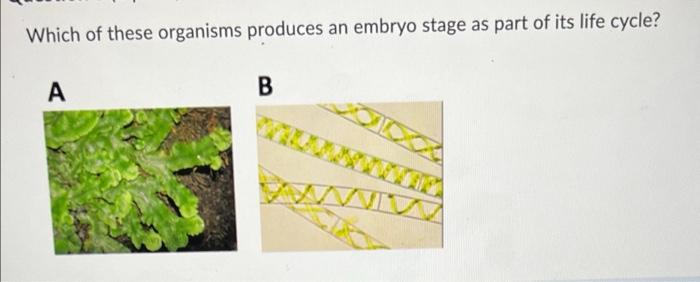Which Of These Organisms Produces An Embryo Stage As Part Of Its Life Cycle A B Which Of These Specimens Moves With Ps 1