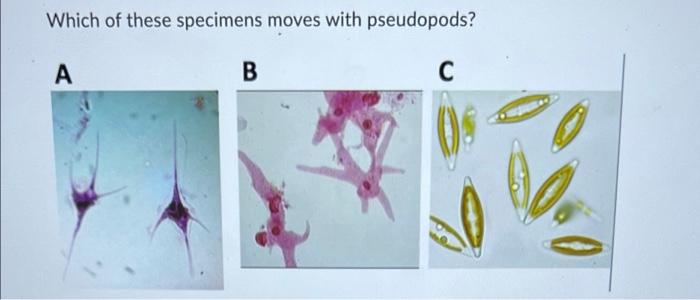 Which Of These Organisms Produces An Embryo Stage As Part Of Its Life Cycle A B Which Of These Specimens Moves With Ps 2