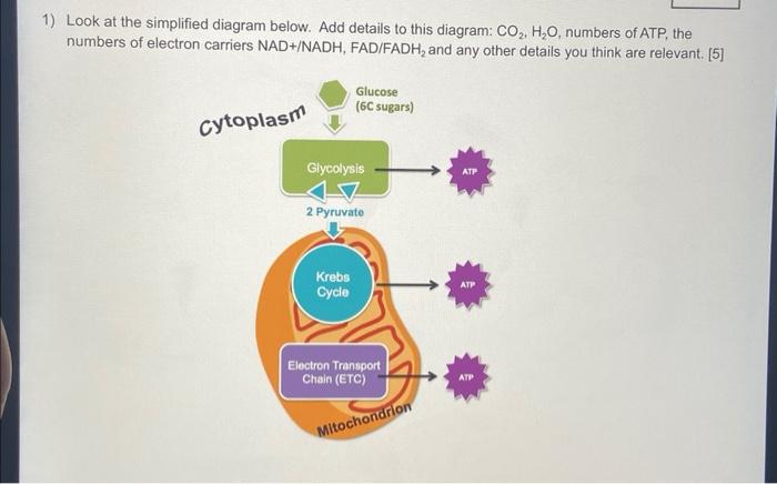 1 Look At The Simplified Diagram Below Add Details To This Diagram Co H O Numbers Of Atp The Numbers Of Electron 1