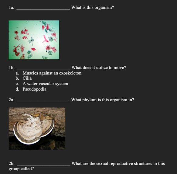 La 2a 1b A Muscles Against An Exoskeleton B Cilia C A Water Vascular System D Pseudopodia What Is This Organism 1