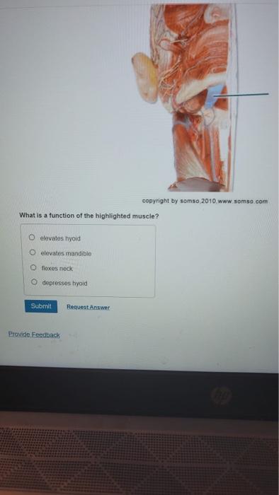 What Is A Function Of The Highlighted Muscle O Elevates Hyoid O Elevates Mandible Ofloxes Neck Depresses Hyoid Submit P 1