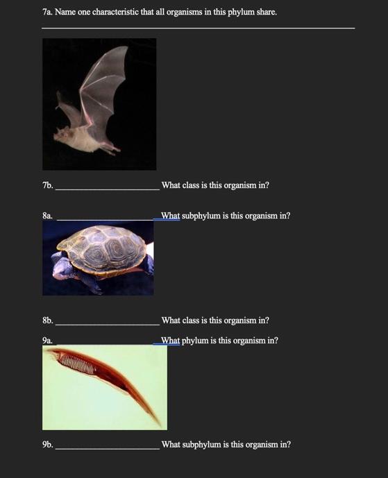 7a Name One Characteristic That All Organisms In This Phylum Share 7b 8a 8b 9a 9b What Class Is This Organism In 1