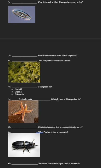 What Is The Cell Wall Of Tis Organism Composed Of 1