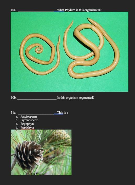 10a 10b 11a A Angiosperm B Gymnosperm C Bryophyte D Pteriphyte What Phylum Is This Organism In S Is This Organis 1