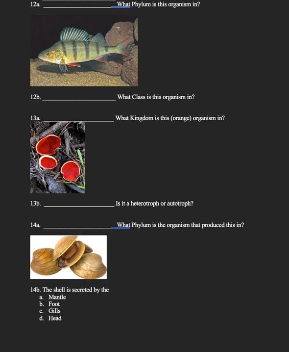 12a 12b 13a 13b 14a 14b The Shell Is Secreted By The A Mantle B Foot C Gills D Head What Phylum Is This Organi 1