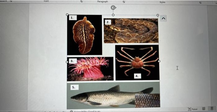 Do Lg Paste Clipboard 921 Words A Arial Biu 12 A A Aa A X X A Font 10 Species 2 11 Species 3 12 Species 4 E E 3