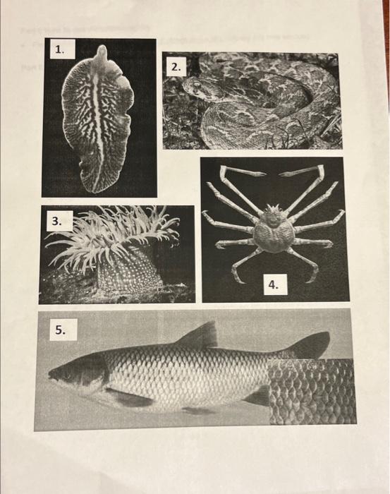 Part Iii Role Call Of Animals You Will Find Below A Dichotomous Key To Help You Identify The Five Animals Depicted In T 2