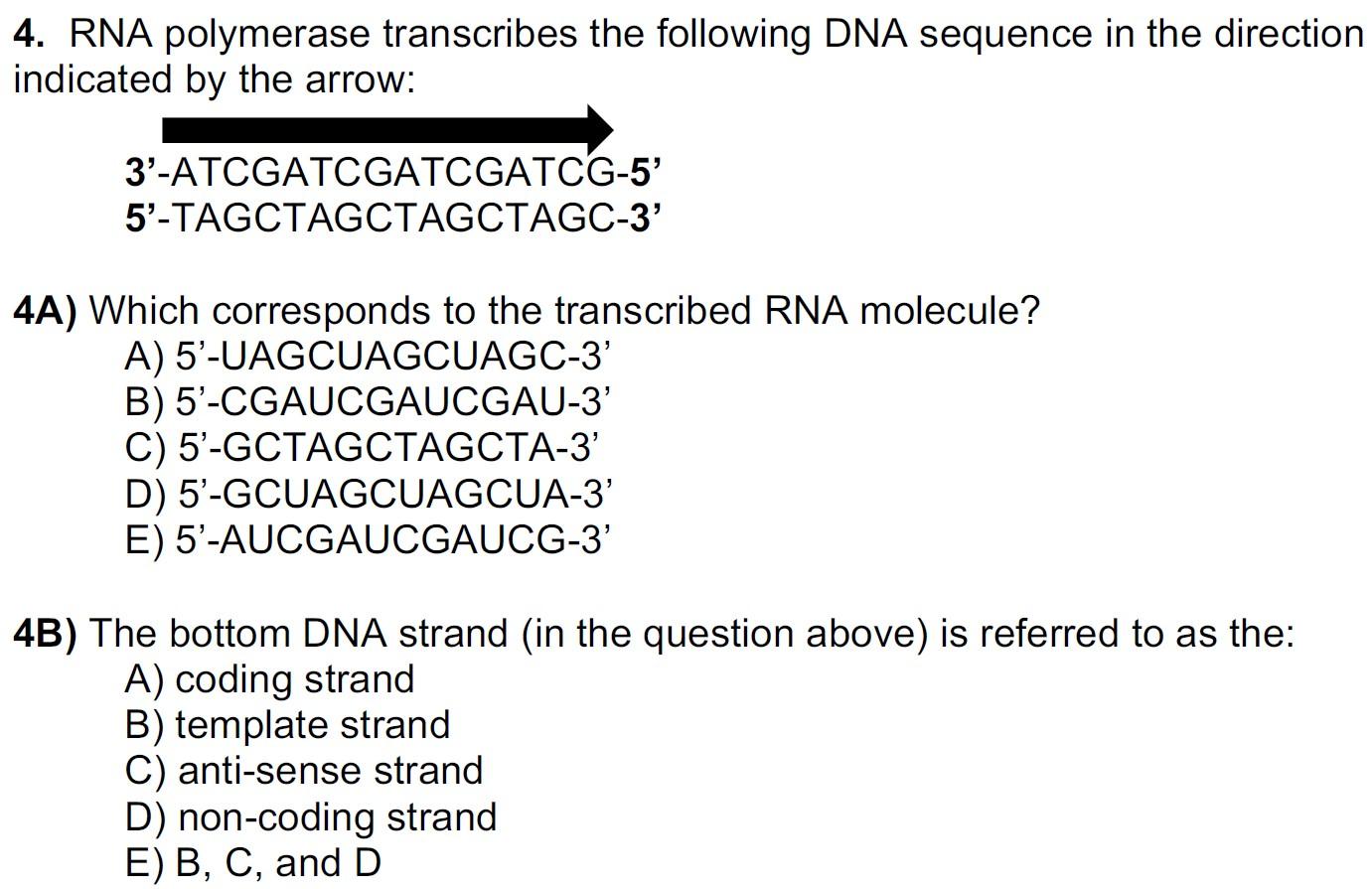 4 Rna Polymerase Transcribes The Following Dna Sequence In The Direction Indicated By The Arrow 3 Atcgatcgatcgatcg 5 1