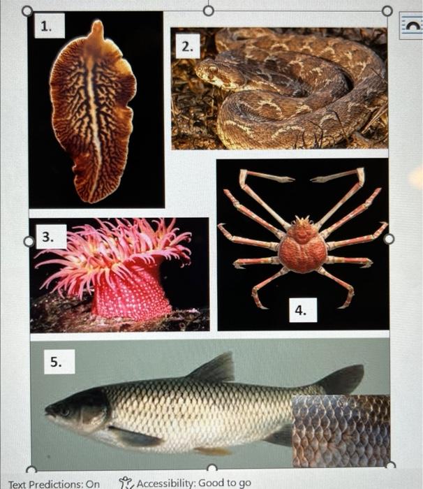 Suighing Fane Part Iii Role Call Of Animals You Will Find Below A Dichotomous Key To Help You Identify The Five Animals 2