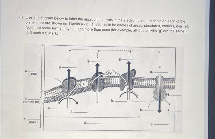 8 Use The Diagram Below To Label The Appropriate Terms In The Electron Transport Chain On Each Of The Blanks That Are S 1