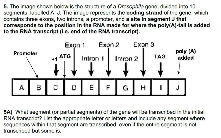 5 The Image Shown Below Is The Structure Of A Drosophila Gene Divided Into 10 Segments Labelled A J The Image Repres 1
