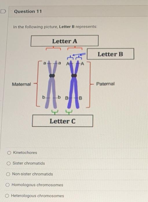 D Question 11 In The Following Picture Letter B Represents Maternal O Kinetochores O Sister Chromatids Letter A 44 Let 1
