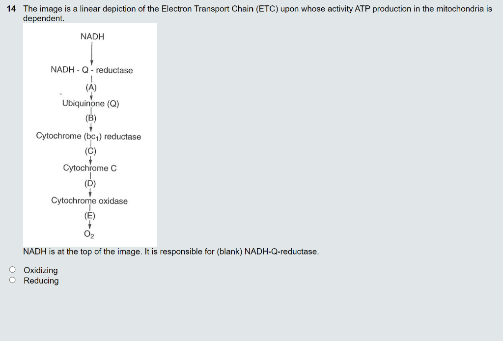 14 The Image Is A Linear Depiction Of The Electron Transport Chain Etc Upon Whose Activity Atp Production In The Mitoc 1