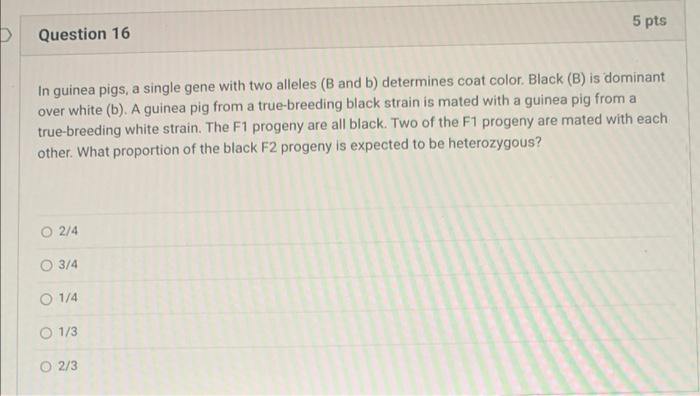 D Question 16 In Guinea Pigs A Single Gene With Two Alleles B And B Determines Coat Color Black B Is Dominant Over 1