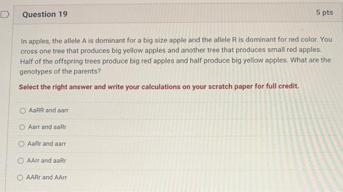 D Question 19 In Apples The Allele A Is Dominant For A Big Size Apple And The Allele R Is Dominant For Red Color You C 1