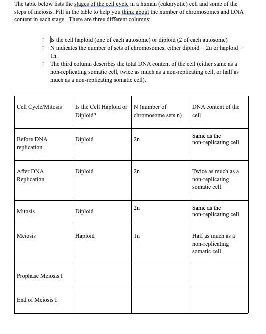 The Table Below Lists The Stages Of The Cell Cycle In A Human Eukaryotic Cell And Some Of The Steps Of Meiosis Fill I 1