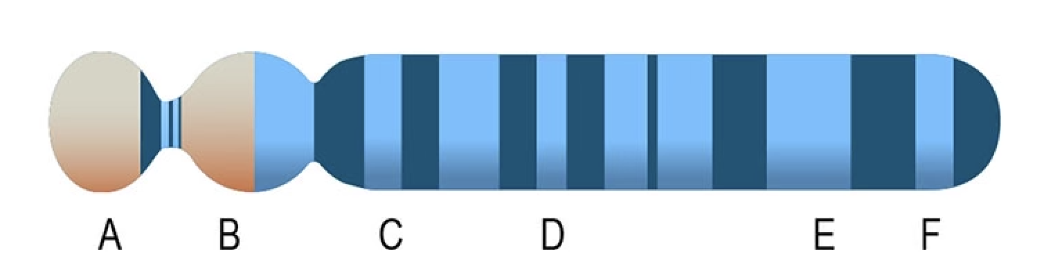 According To The Image Which Represents A Chromosome Which Two Genes Are Most Likely To Have The Largest Amount Of Cros 2