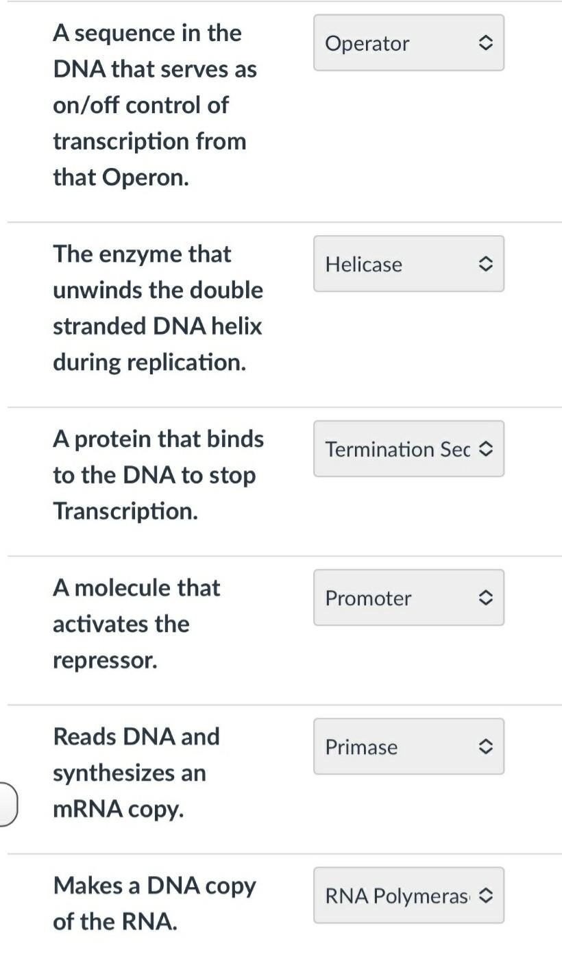 The Binding Site For Rna Polymerase An Enzyme That Seals Any Dna Gaps During Dna Repliclation A Molecule That Inactiva 2